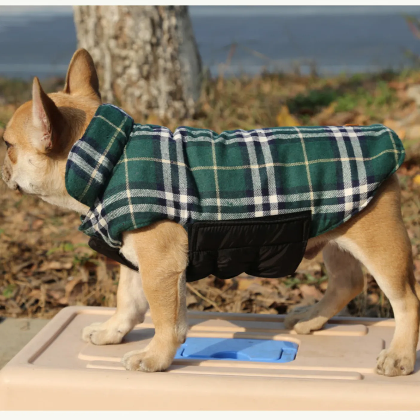 French bulldog  Jacket (WS18)