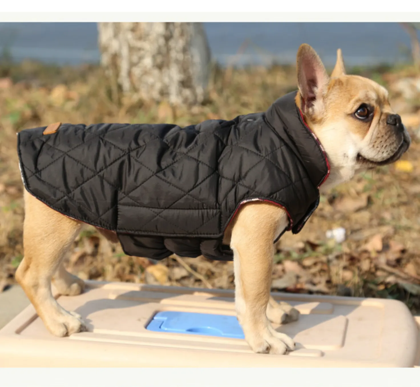 French bulldog  Jacket (WS18)