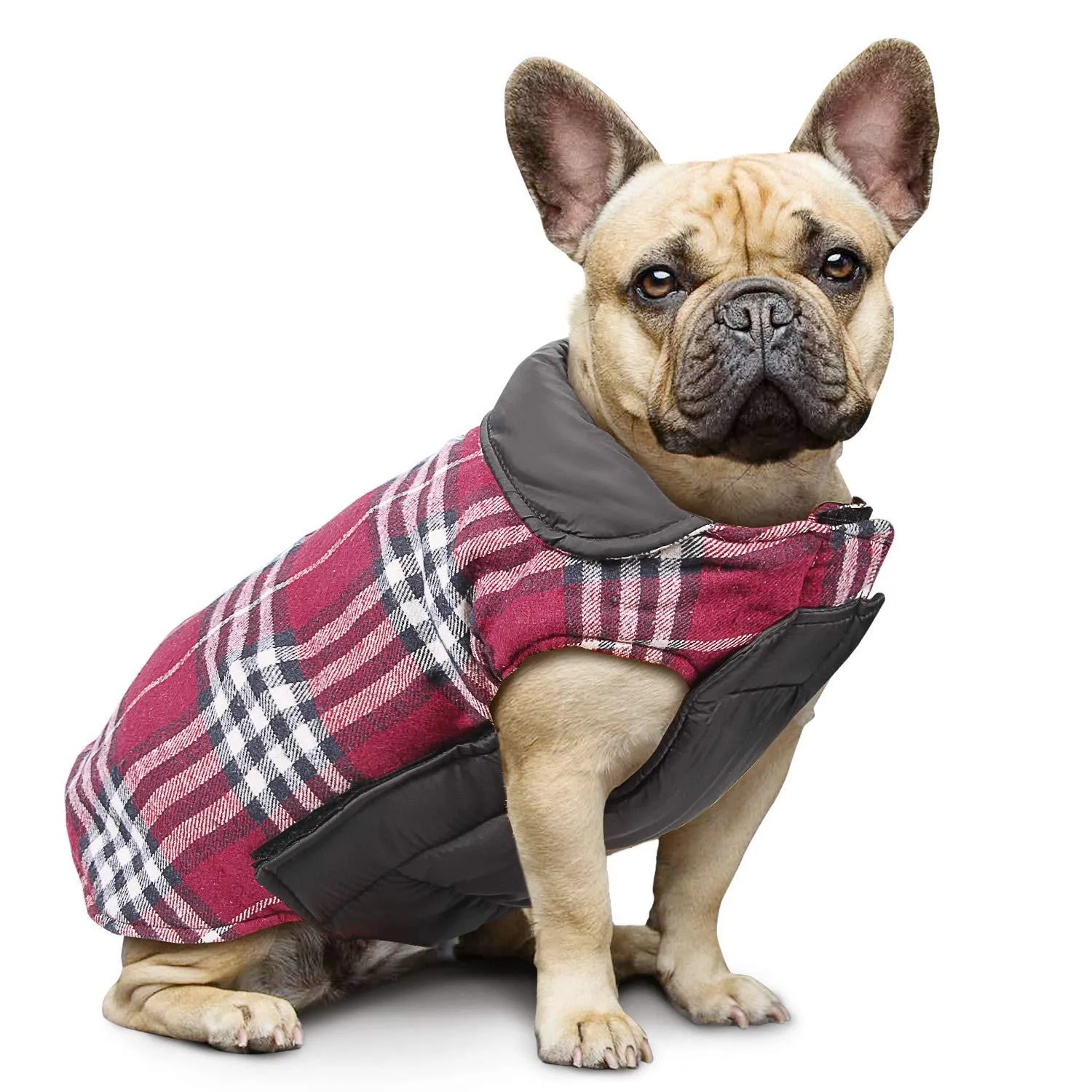 French bulldog  Jacket (WS18)