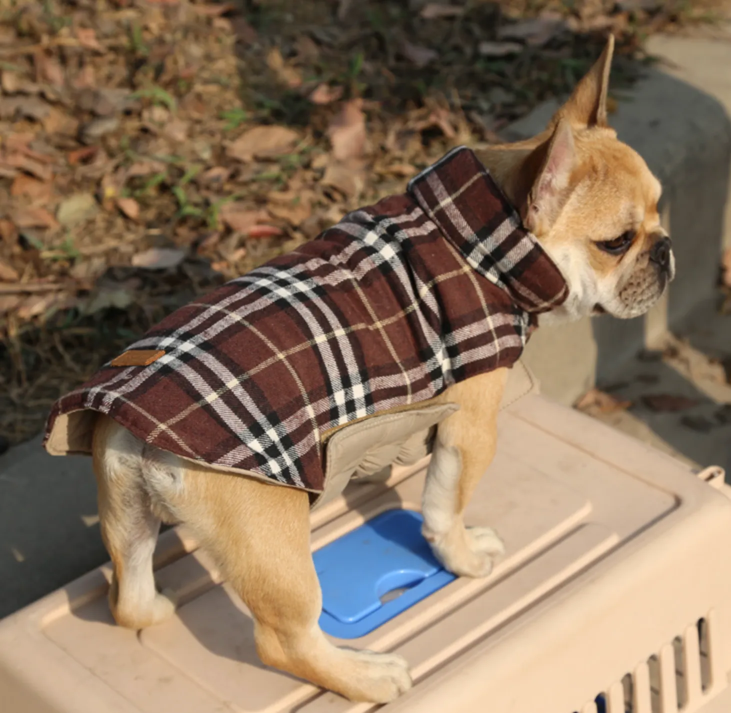 French bulldog  Jacket (WS18)