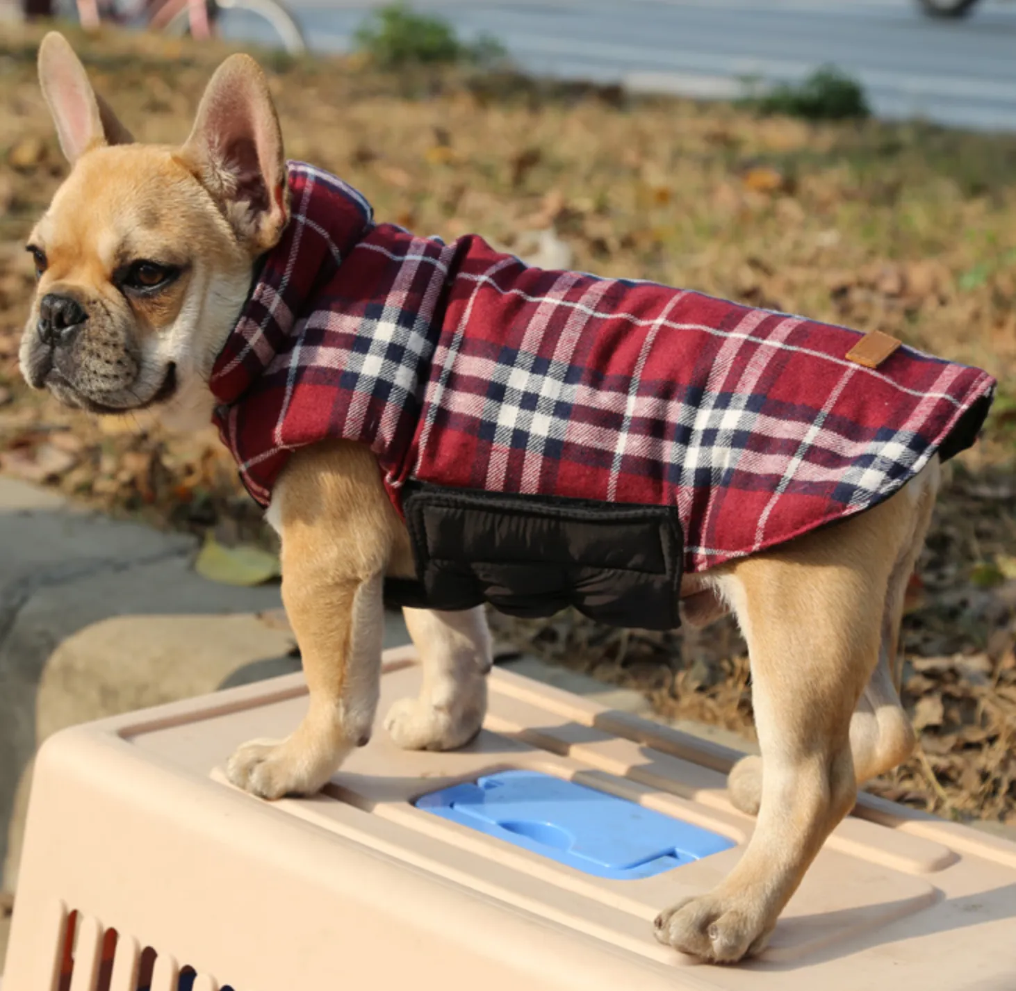 French bulldog  Jacket (WS18)