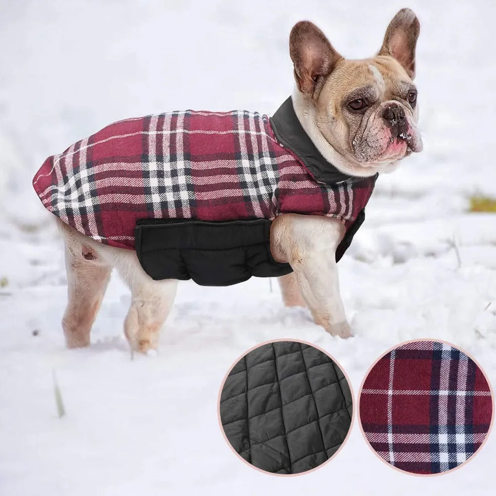 French bulldog  Jacket (WS18)