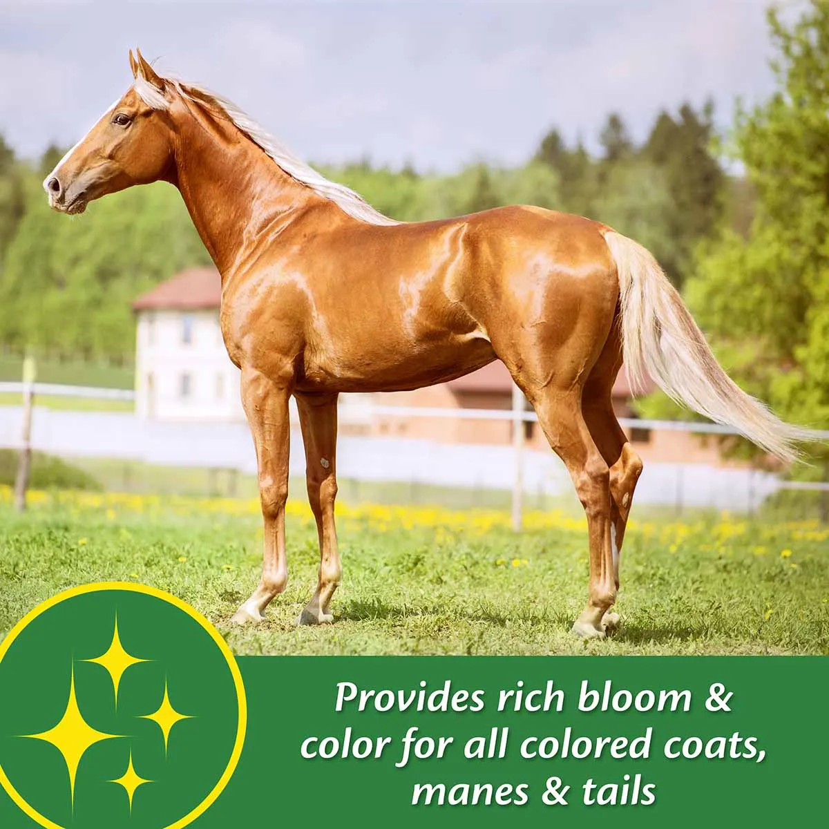 Super 14 Horse Coat Supplement