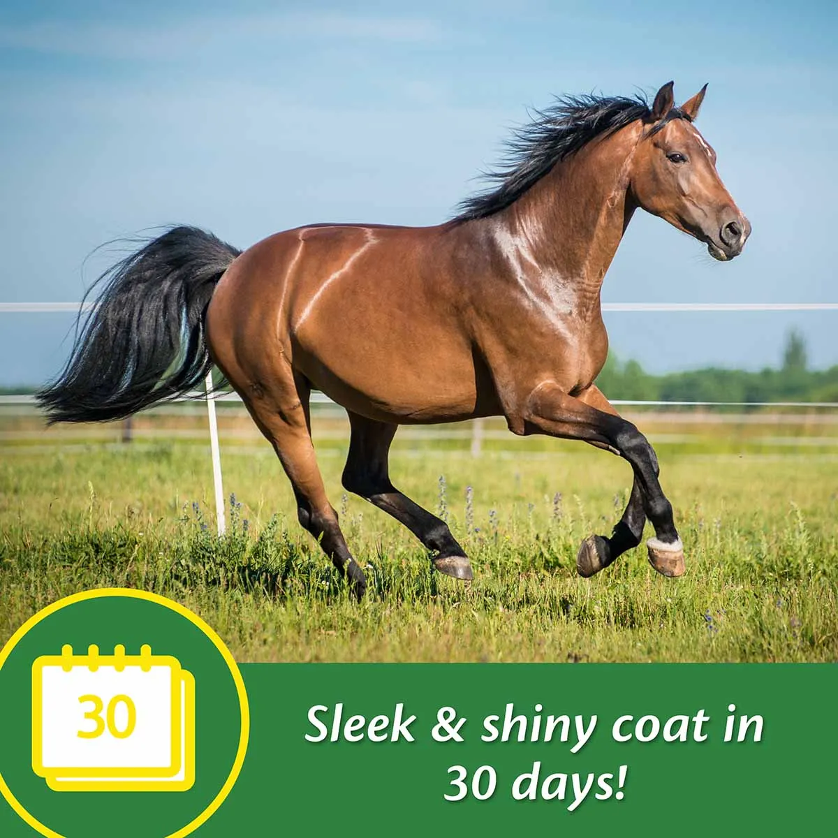 Super 14 Horse Coat Supplement